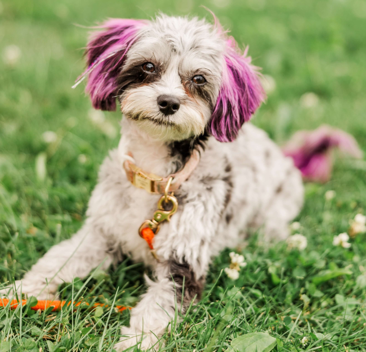 dentist sweetwater | willow the therapy dog