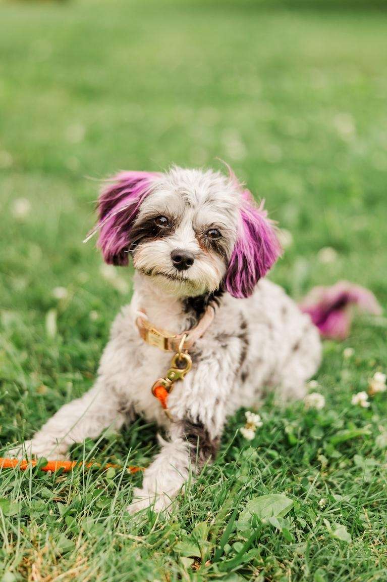 dentist sweetwater | willow the therapy dog